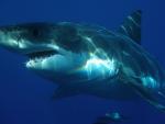Imagen de archivo de un gran tibur&oacute;n blanco.