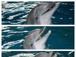 Los tres &uacute;ltimos delfines del Zoo de Barcelona ya se han trasladado a Atenas (Grecia) Los tres &uacute;ltimos delfines del Zoo de Barcelona ya se han trasladado a Atenas (Grecia) 19/7/2020