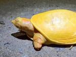 La extra&ntilde;a tortuga amarilla.