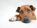La otitis en los perros puede hacer que est&eacute;n m&aacute;s ap&aacute;ticos a causa de la fiebre.