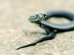 Imagen de una serpiente.