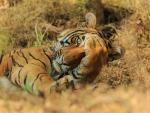 También en la India, y también por Jagdeep Rajput. Parece que este tigre juega con nosotros al escondite.