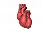 La miopericarditis es una inflamaci&oacute;n el m&uacute;sculo del coraz&oacute;n y de la membrana que lo recubre.