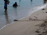 La primera liberaci&oacute;n de tortugas marinas nacidas de una puesta registrada en Baleares.