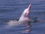 Ejemplar de delf&iacute;n rosado de Hong Kong