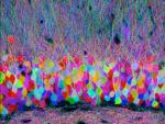 Neuronas de etiquetado con combinaciones de colores fluorescentes.