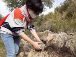 Endesa y Trenca liberan 30 tortugas mediterr&aacute;neas en la reserva de Bovera (Lleida)