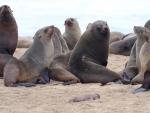 Varios ejemplares de lobos marinos se juntan en Pelican Point, Namibia este martes.