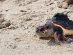 Una de las seis tortugas marinas nacidas en Ibiza en 2019 y liberadas con GPS este mes de octubre.