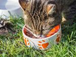 Imagen de archivo de un gato comiendo.