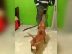 Un perro maneja un machete, con el que intenta golpear a un hombre.