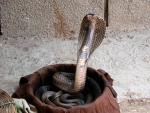 Imagen de archivo de una cobra india.