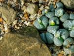 Aunque a simple vista parezcan piedras, lo cierto es que es una planta que sabe mimetizarse perfectamente con el entorno, de ah&iacute; su inusual aspecto. Cada especie cuenta con colores distintos.