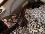 Una mujer encuentra una serpiente negra de vientre rojo tras su tostadora.