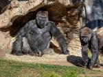 Gorilas en el zool&oacute;gico de San Diego (California, EE UU).