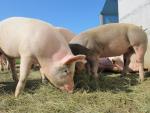 Cerdos, sector porcino, JARC
