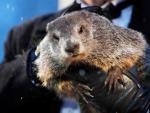 La celeb&eacute;rrima marmota Phil 'predice' que la primavera llegar&aacute; antes a EE UU