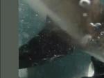 Este v&iacute;deo muestra el momento en que un joven se topa frente a frente con un tibur&oacute;n, mientras practicaba pesca submarina en las costas de Nueva Zelanda, y se salva por poco de que el depredador le arrancara la mano de una dentellada.