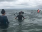 Equipos de rescate tratan de ayudar a decenas de ballenas varadas cerca de Farewell Spit, el arenal natural m&aacute;s largo del mundo, en la Isla Sur de Nueva Zelanda.