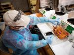 Un técnico de laboratorio trabaja con muestras para detectar covid-19 en Baldwin Park, California (EE UU).