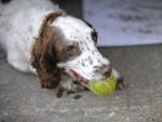 Imagen de un perro con una pelota de tenis en la boca.