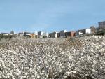 El Valle del Jerte se cubre de blanco un año más con los cerezos en flor