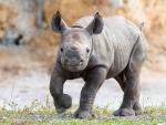 Una cr&iacute;a de rinoceronte negro, nacida en el zool&oacute;gico de Miami, Florida (EE UU).