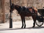 Un caballo de una calesa atado a una farola en Palma.