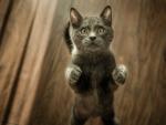 Las falsas creencias y supersticiones contribuyen a la fobia a los gatos.