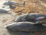 Delfines muertos en las playas de Acra, Ghana.