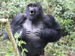 Imagen de un gorila de monta&ntilde;a golpe&aacute;ndose en el pecho.