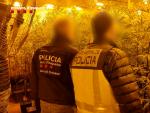 Un agente de la Polic&iacute;a Nacional y otro de Mossos d'Esquadra, delante de una plantaci&oacute;n de marihuana.