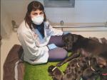 La ONCE entrega 12 perros gu&iacute;a en la Comunitat Valenciana