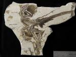 Un investigador de la UMA cuestiona que el vuelo propulsado apareciera en dinosaurios no avianos