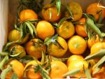 Sucesos.-Detenidas tres personas e investigadas otras tres por 13 robos de naranjas en plantaciones de c&iacute;tricos