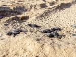 Arranca la campa&ntilde;a para informar de la nidificaci&oacute;n de tortugas marinas en el litoral valenciano y lograr su protecci&oacute;n