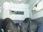 Sucesos.- La Polic&iacute;a Local recoge nueve cerdos vietnamitas que estaban sueltos en unas parcelas