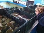 El Gobierno reabre la pesca de ostras en las zonas de producci&oacute;n de moluscos de Santo&ntilde;a