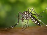 La presencia del mosquito tigre, capaz de transmitir enfermedades como el zika o el dengue, es cada vez mayor en nuestro pa&iacute;s.