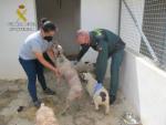 Sucesos.- Investigado un var&oacute;n de 47 a&ntilde;os por el robo de ocho perros de raza en Arahal para venderlos