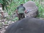 Las autoridades est&aacute;n tratando de establecer c&oacute;mo murieron 18 elefantes asi&aacute;ticos salvajes en un rinc&oacute;n remoto del noreste de la India. Los elefantes, incluidos cinco cr&iacute;as, fueron encontrados muertos en la reserva forestal protegida Kondali en el estado de Assam, seg&uacute;n inform&oacute; Jayanta Goswami, un funcionario de vida silvestre.