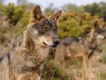WWF baraja denunciar a la Junta de CyL si no suspende la subasta de caza de doce lobos en la Sierra de la Culebra