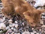 Rescatan a cinco cachorros de gato abandonados en una maleta cerrada herm&eacute;ticamente y lanzada a un solar