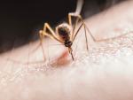 El par&aacute;sito de la malaria se acumula en el bazo poco despu&eacute;s de la infecci&oacute;n