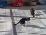 Gatos en el centro de animales de Benim&agrave;met, en una imagen de archivo.