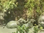 Elefantes atrapados en Birmania.