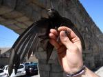 Uno de los miembros de SEO/BirdLife sujeta un vencejo frente al Acueducto de Segovia.