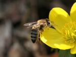 Una abeja se acerca a una flor.