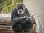 El chimpanc&eacute; Cobby, en el Zool&oacute;gico de San Francisco, California (EE UU).