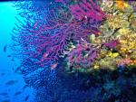 El mar Mediterr&aacute;neo se calienta a un ritmo 20% m&aacute;s alto que la media mundial, seg&uacute;n un informe de WWF